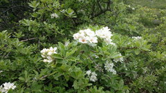 Pyrus elaeagrifolia