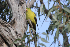 Polytelis anthopeplus