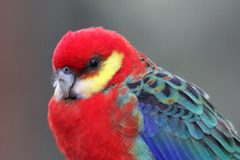 Platycercus icterotis