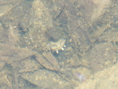 Kinosternon sonoriense