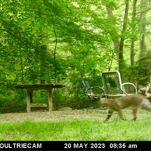 Bobcat photographed in Massachusetts