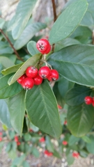 Cotoneaster glaucophyllus