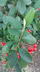 Cotoneaster glaucophyllus