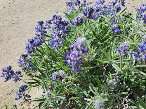 Image of Lupinus kuschei by (c) Syd Cannings, some rights reserved (CC BY)