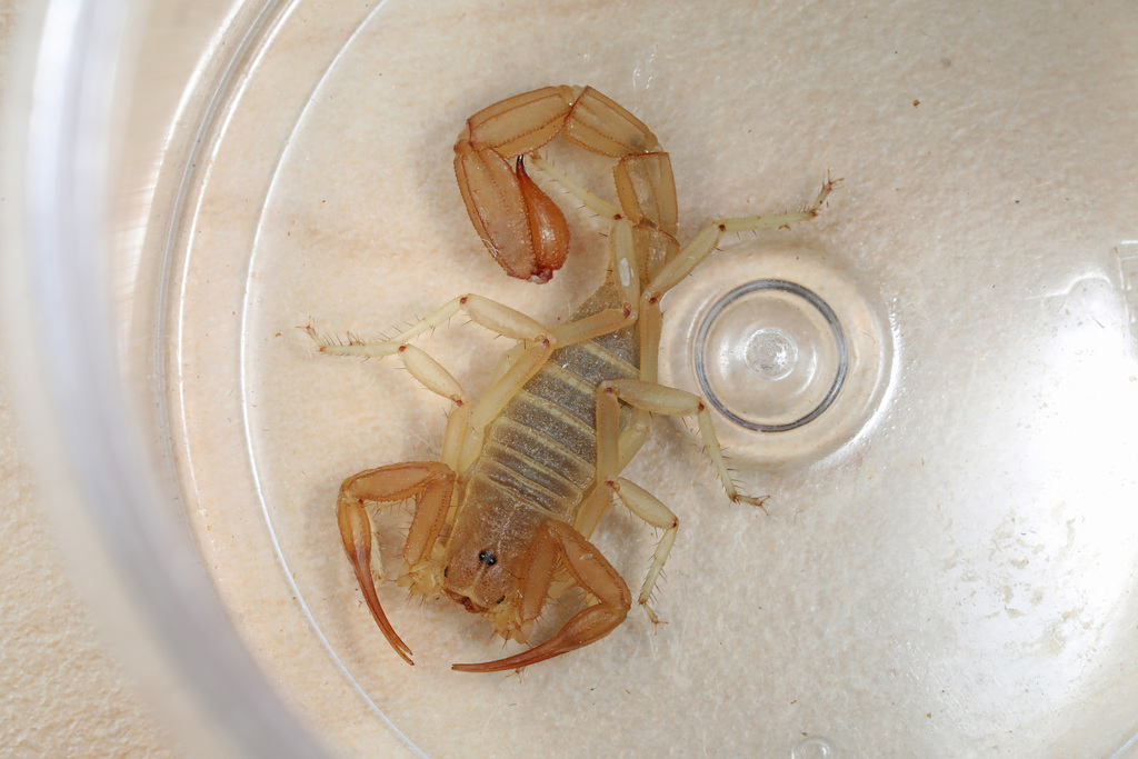 Dune Devil Scorpion