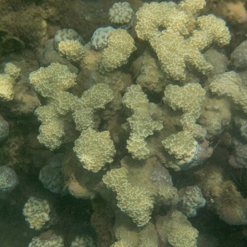 Porites rus, 2024-05-26