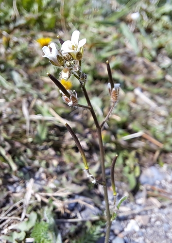 Image of Arctic False Fissurewort (Crucihimalaya bursifolia) by (c) Syd Cannings, some rights reserved (CC BY)