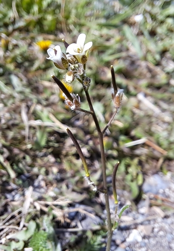 Image of Arctic False Fissurewort (Crucihimalaya bursifolia) by (c) Syd Cannings, some rights reserved (CC BY)
