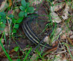 Limax cinereoniger