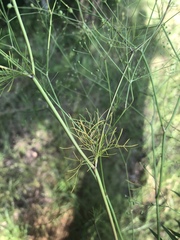 Spermolepis divaricata