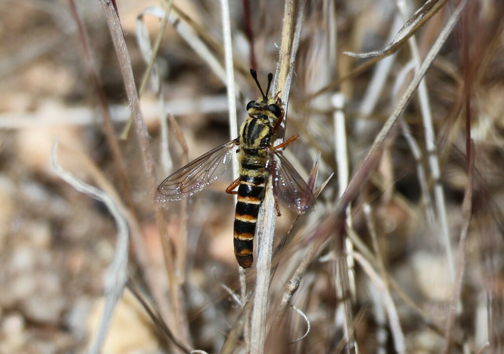 Pseudonomoneura hirta