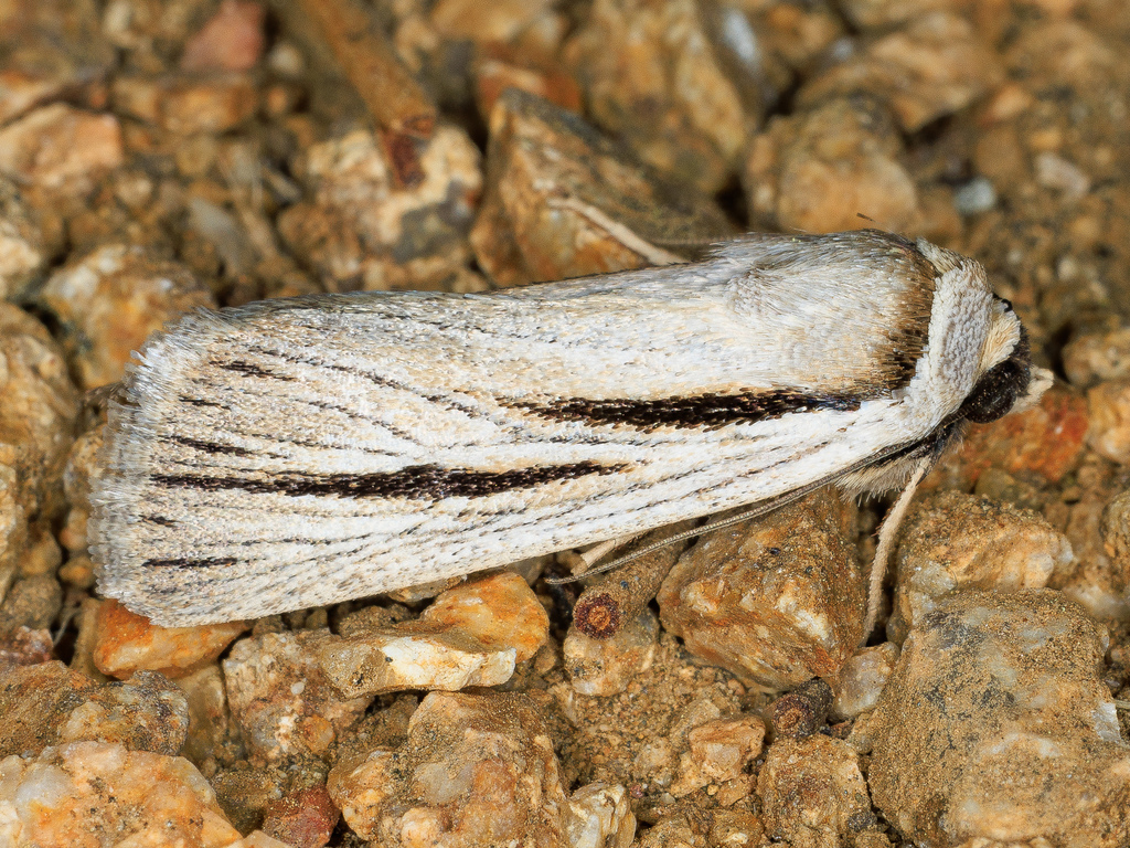 Sympistis nigrocaput