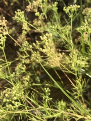Spermolepis echinata