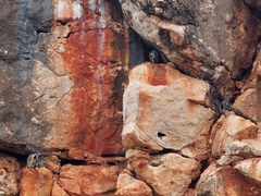 Petrogale lateralis