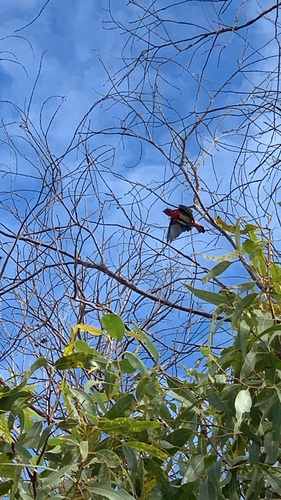 Mistletoebird