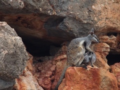 Petrogale lateralis