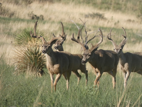 Mule Deer photographed in New Mexico