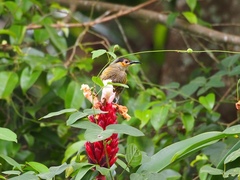 Xanthotis macleayanus