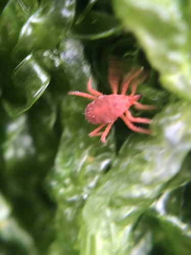 Intertidal Red Mite photo 5