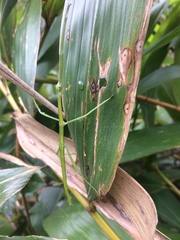 Phraortes stomphax