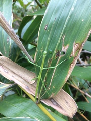 Phraortes stomphax