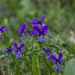Viola declinata - Photo 由 Conrad Altmann 所上傳的 (c) Conrad Altmann，保留部份權利CC BY