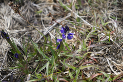 Polygala amarella