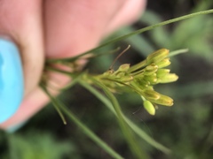 Sisymbrium polymorphum