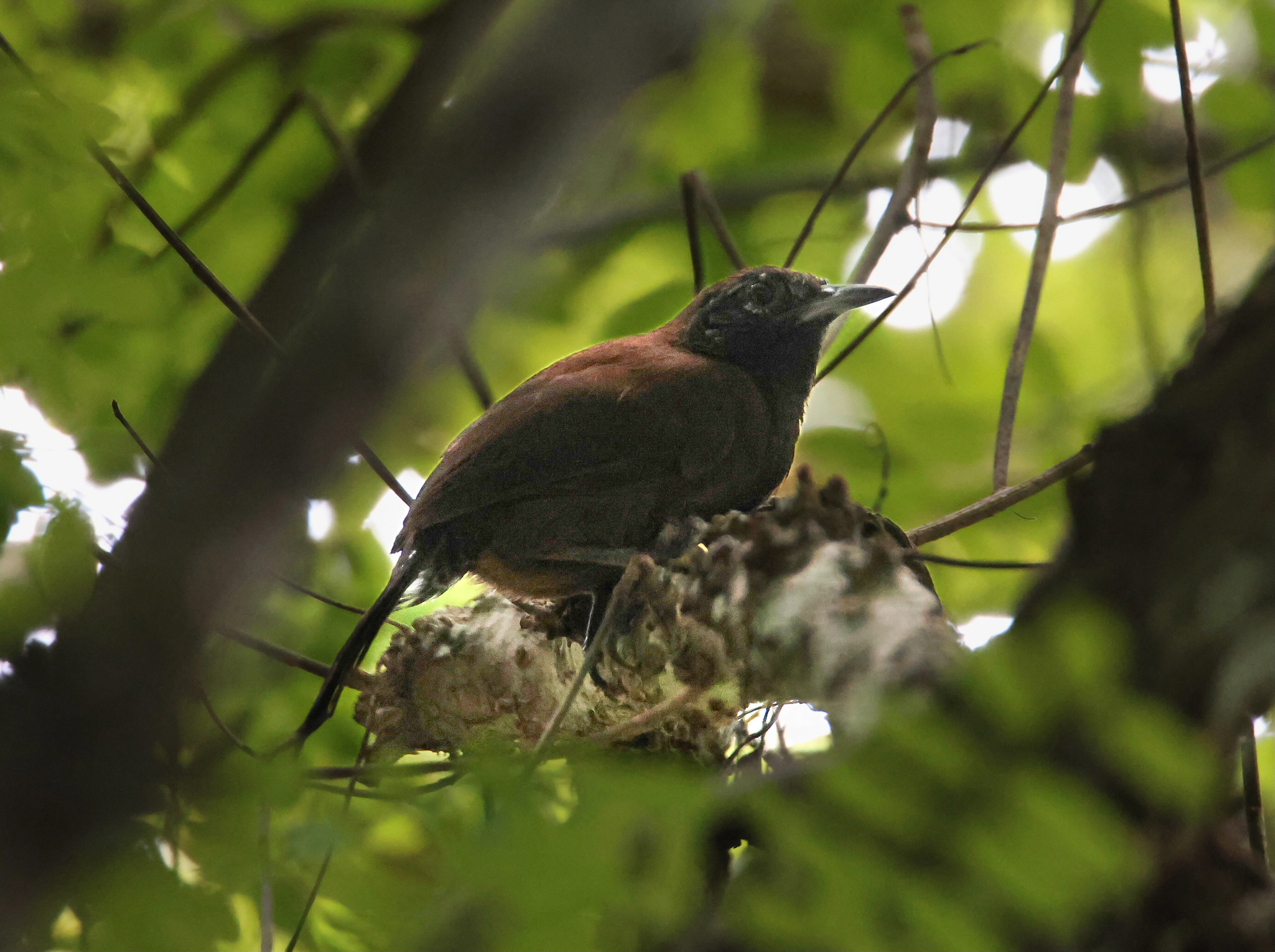 Black-throated Wren (Pheugopedius atrogularis), photo 10
