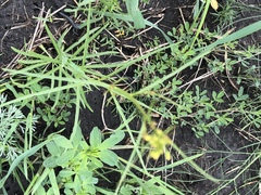 Sisymbrium polymorphum