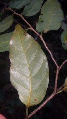 Alangium vitiense (Alangium vitiense)
