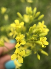 Sisymbrium polymorphum