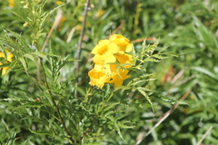 Tecoma stans angustata