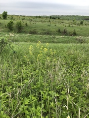 Sisymbrium polymorphum