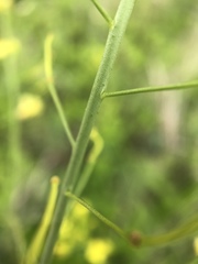Sisymbrium polymorphum
