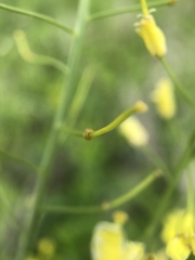 Sisymbrium polymorphum