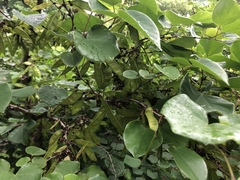 Angiospermae