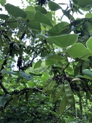 Angiospermae