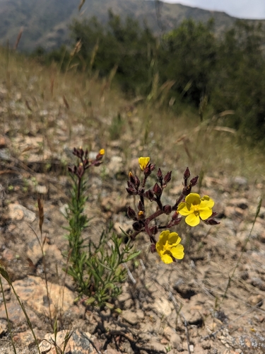 Island rushrose (Crocanthemum greenei)