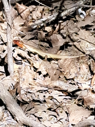 iNaturalist observation photo of Gilbert's Skink