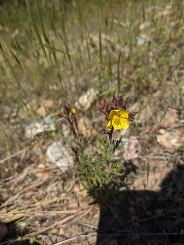 Image of Crocanthemum greenei by (c) Aaron Kreisberg, some rights reserved (CC BY)