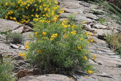 Tecoma stans angustata