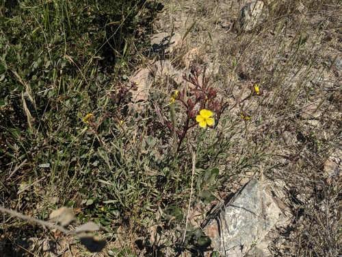 Image of Crocanthemum greenei by (c) Aaron Kreisberg, some rights reserved (CC BY)