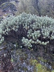 Olearia moschata