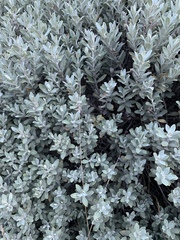 Olearia moschata