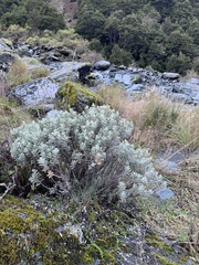 Olearia moschata