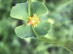 Euphorbia microcarpa