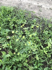 Euphorbia microcarpa