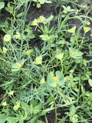 Euphorbia microcarpa