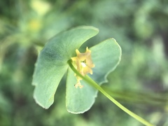 Euphorbia microcarpa